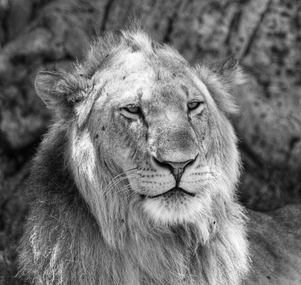 The King