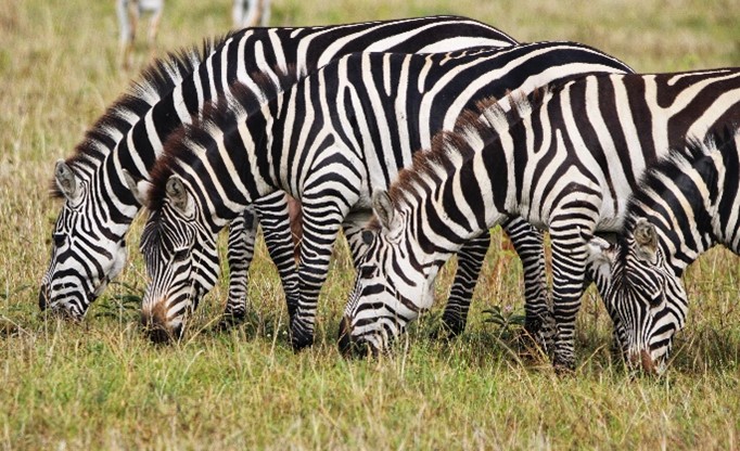 Zebras